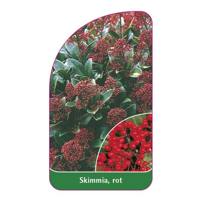 skimmia-rot1