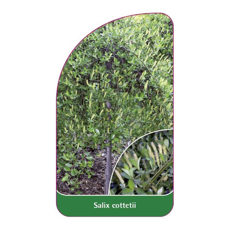 salix-cottetii1