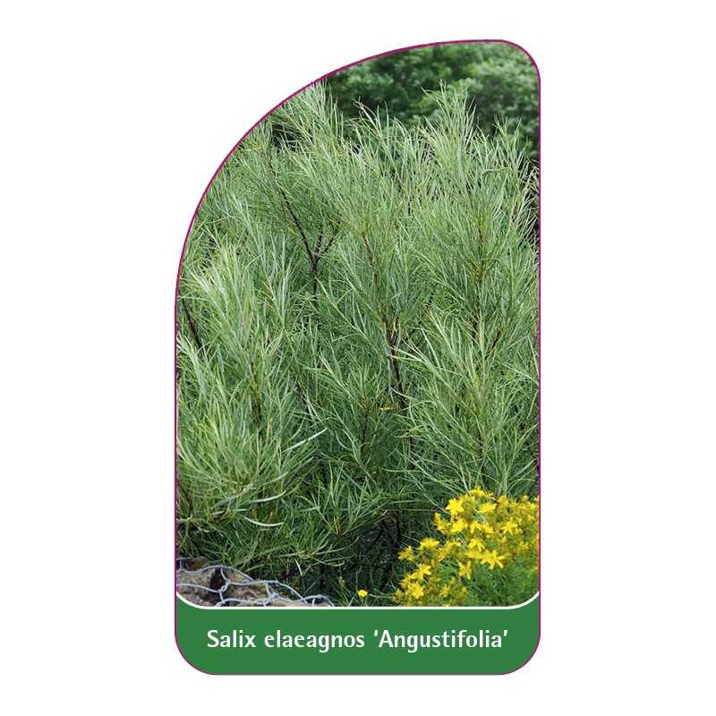 salix-elaeagnos-angustifolia-1