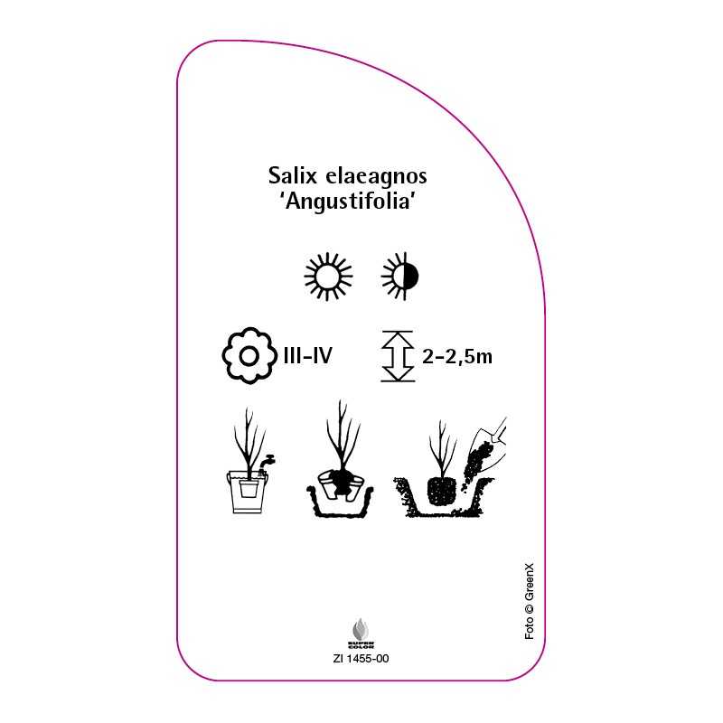 salix-elaeagnos-angustifolia-0