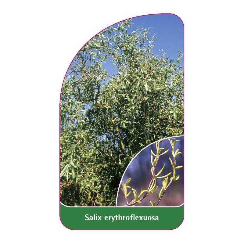 salix-erythroflexuosa-a1