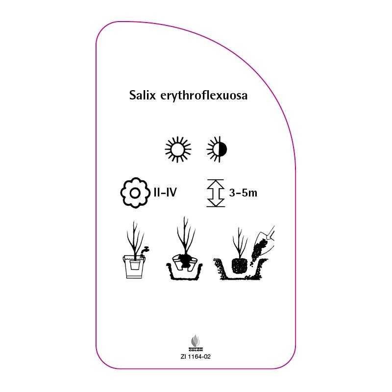 salix-erythroflexuosa-a0