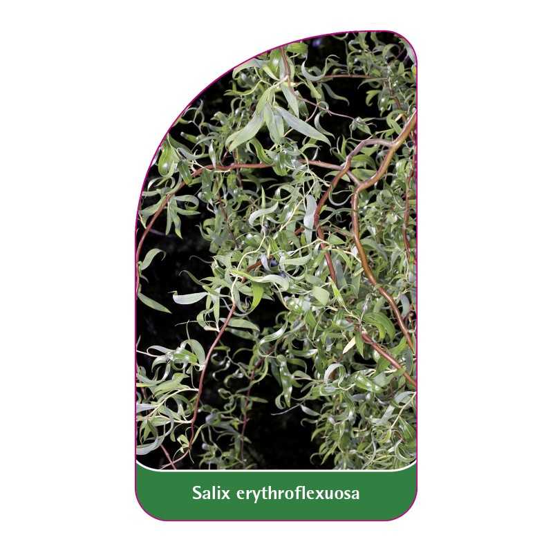 salix-erythroflexuosa-b1