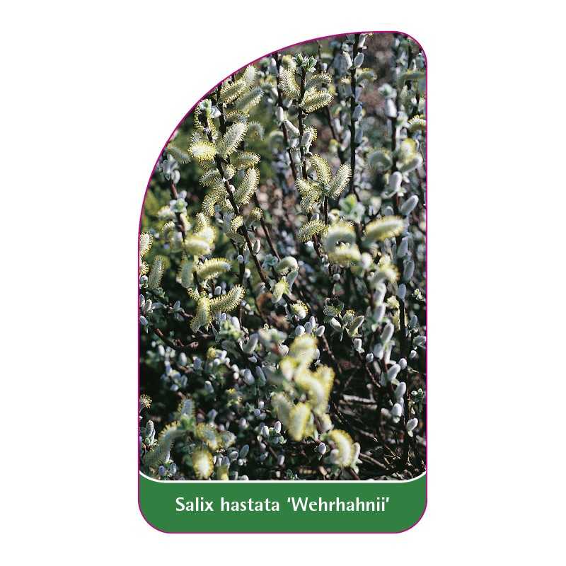 salix-hastata-wehrhahnii-1