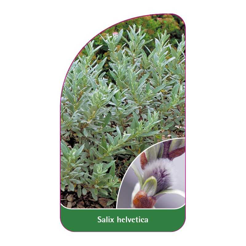 salix-helvetica1