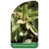 salix-melanostachys-kurome-1