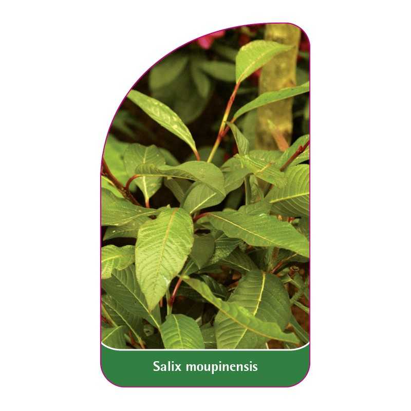 salix-moupinensis1