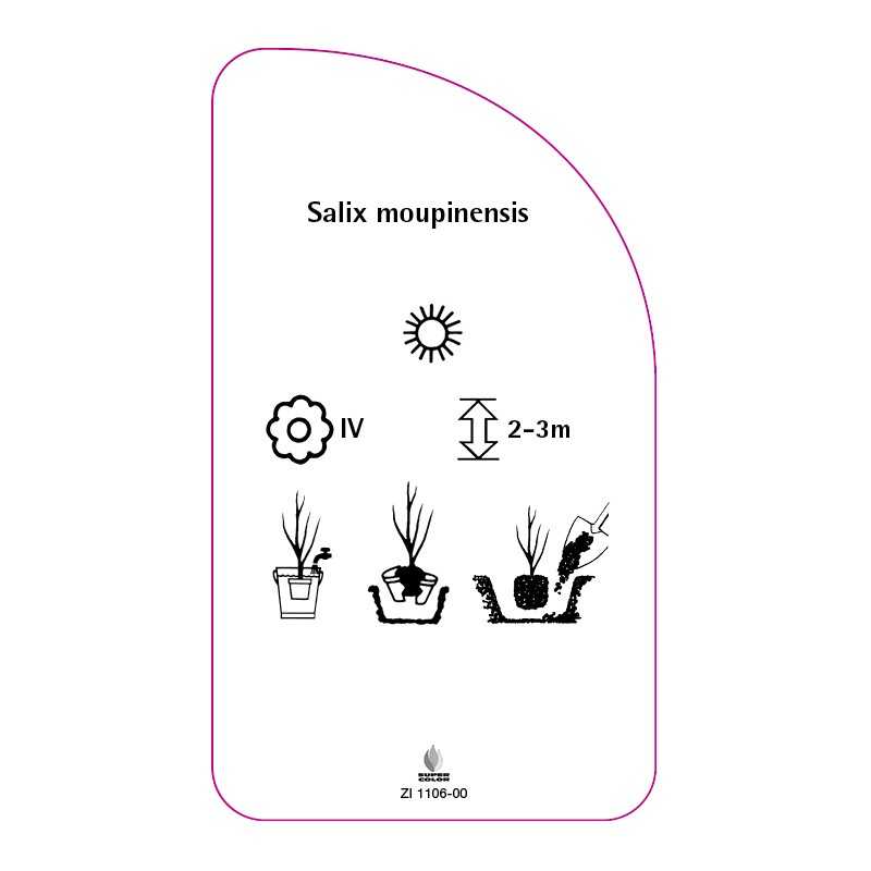 salix-moupinensis0