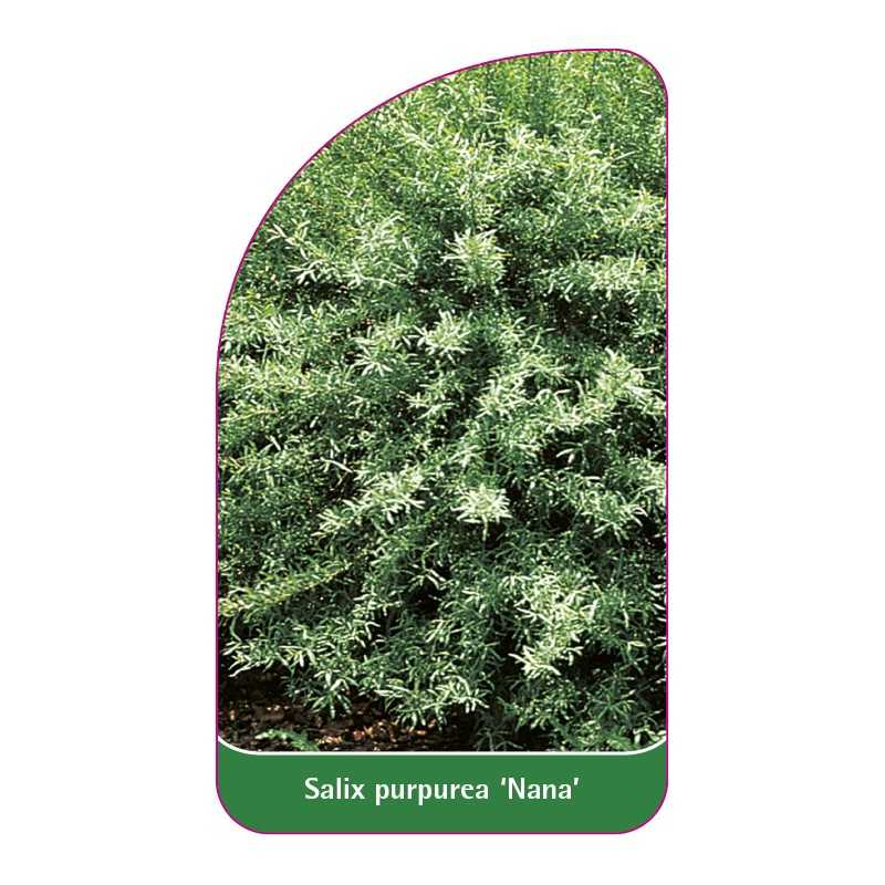 salix-purpurea-nana-1