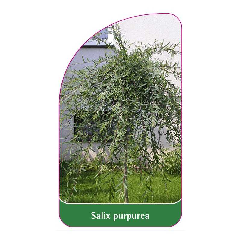 salix-purpurea-b1