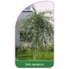 salix-purpurea-b1