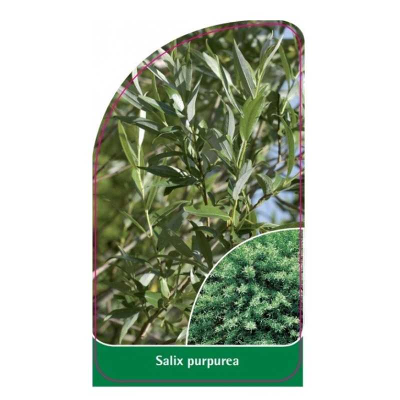 salix-purpurea-a1