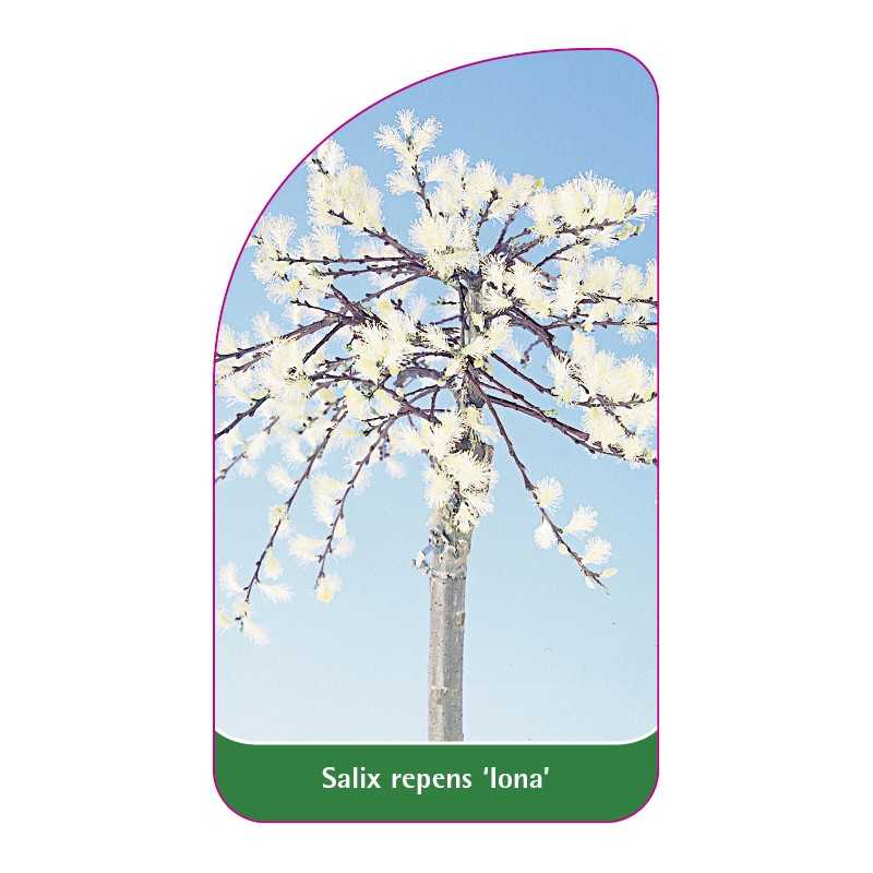 salix-repens-iona-1