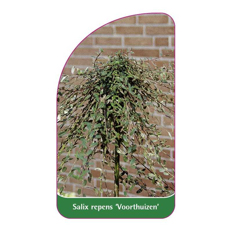 salix-repens-voorthuizen-1