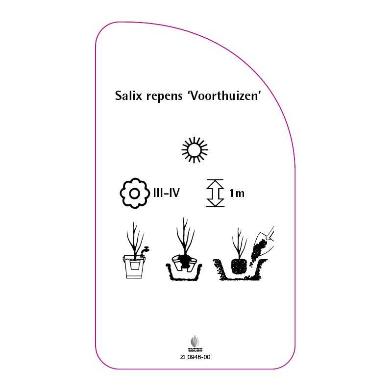 salix-repens-voorthuizen-0