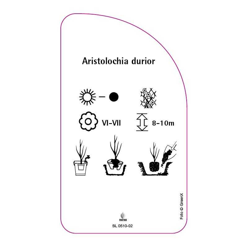 aristolochia-durior0