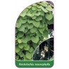 aristolochia-macrophylla1