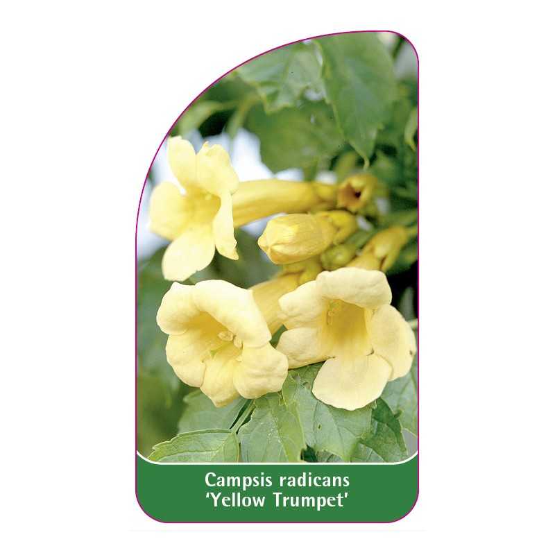 campsis-yellow-trumpet-1