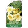 campsis-yellow-trumpet-1