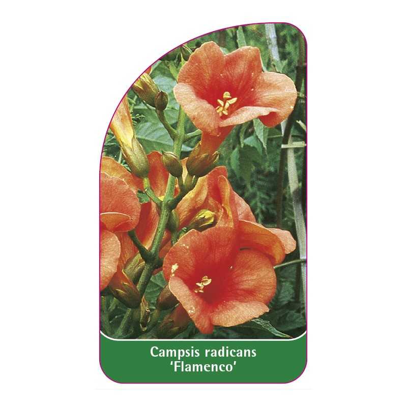 campsis-radicans-flamenco-a1