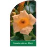 campsis-radicans-flava-c1