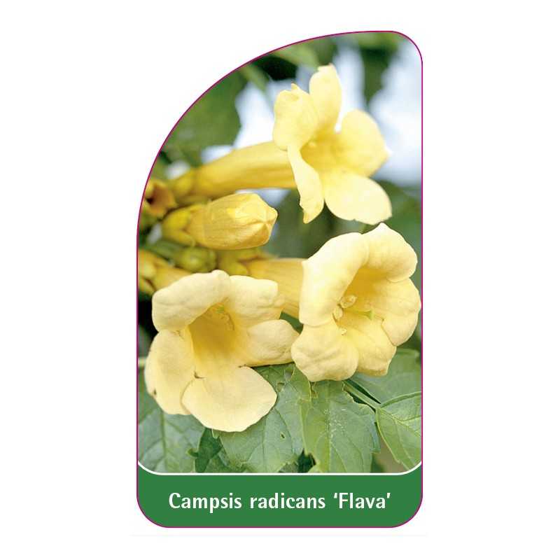 campsis-radicans-flava-b1