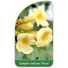 campsis-radicans-flava-b1