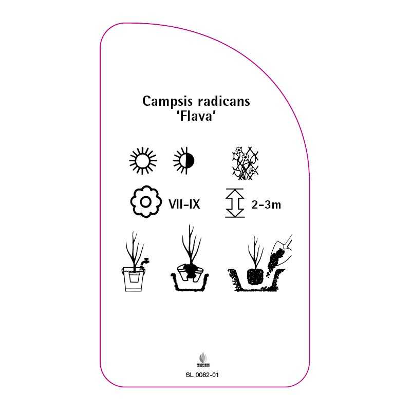 campsis-radicans-flava-b0