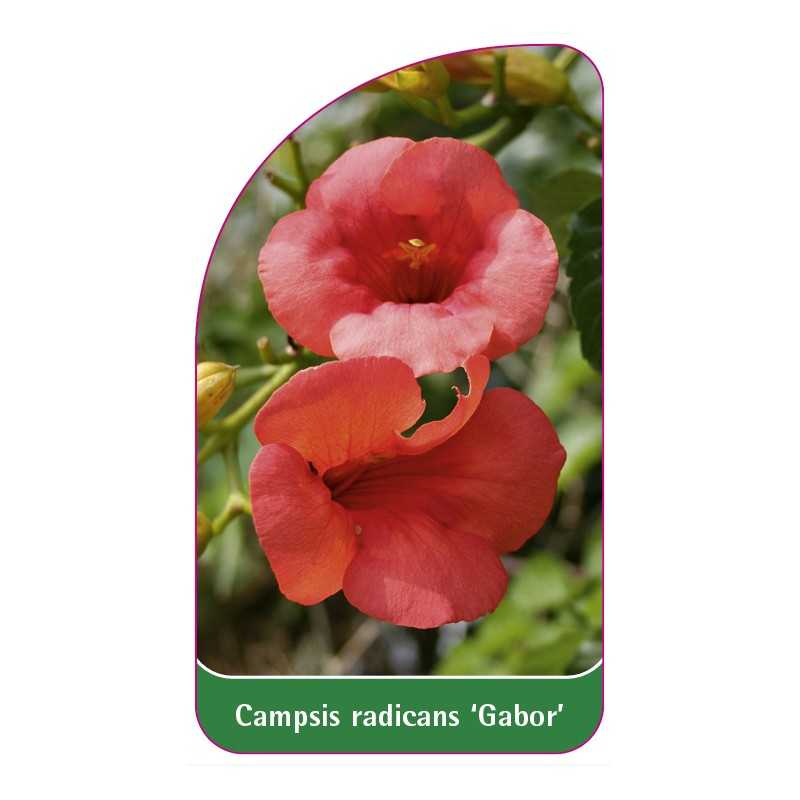 campsis-radicans-gabor-b1