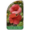 campsis-radicans-gabor-b1