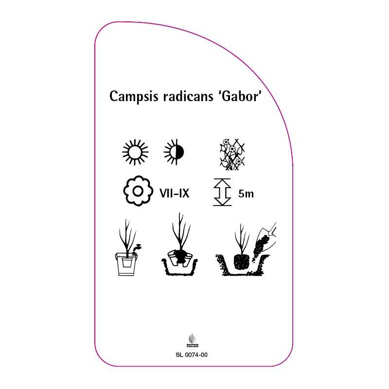 campsis-radicans-gabor-b0