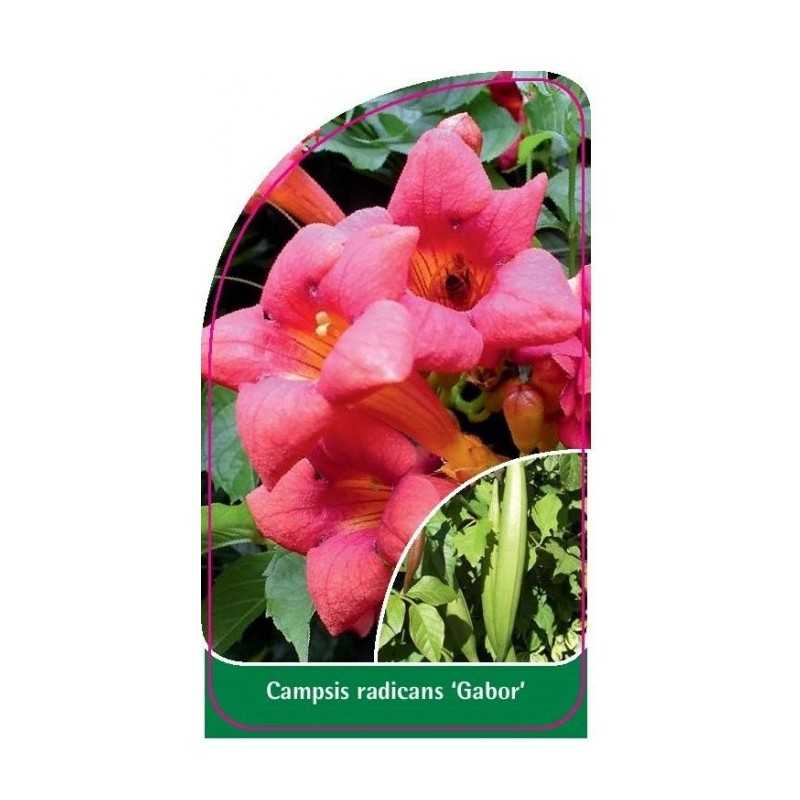 campsis-radicans-gabor-a1