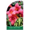 campsis-radicans-gabor-a1