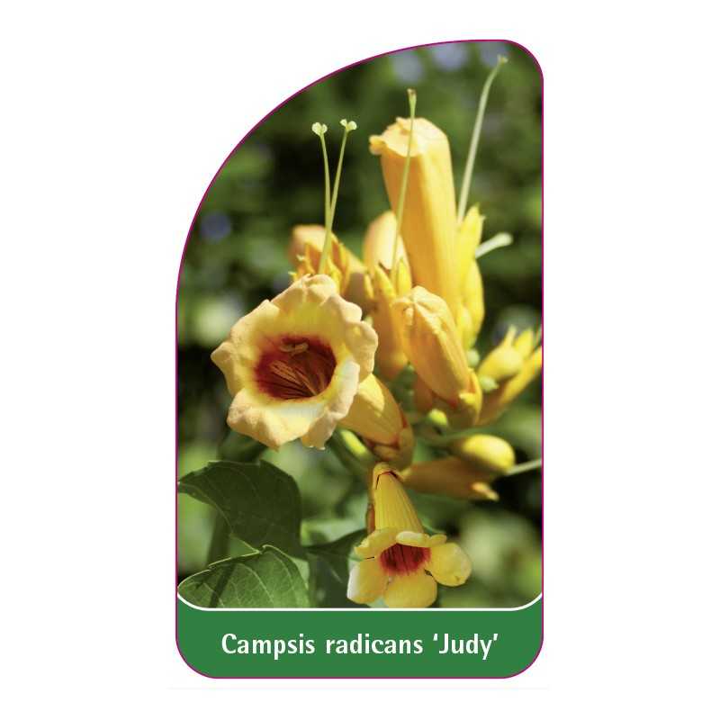 campsis-radicans-judy-1