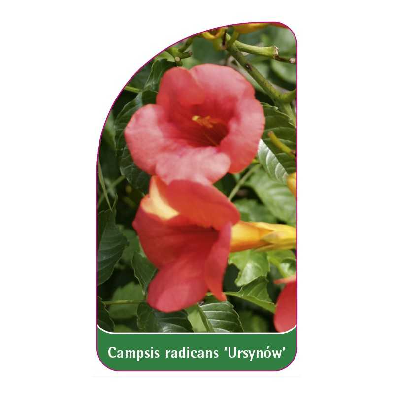 campsis-radicans-ursynow-a1