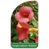 campsis-radicans-ursynow-a1