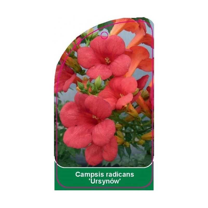 campsis-radicans-ursynow-b1