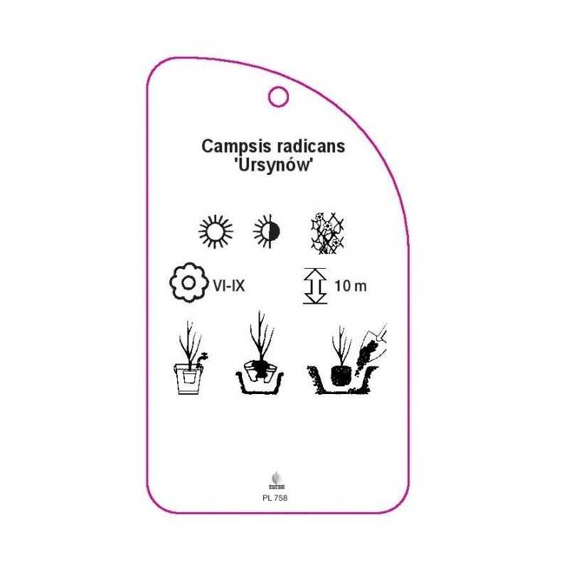 campsis-radicans-ursynow-b0