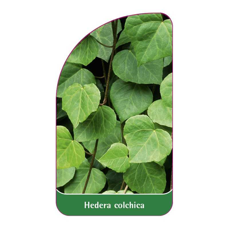 hedera-colchica1