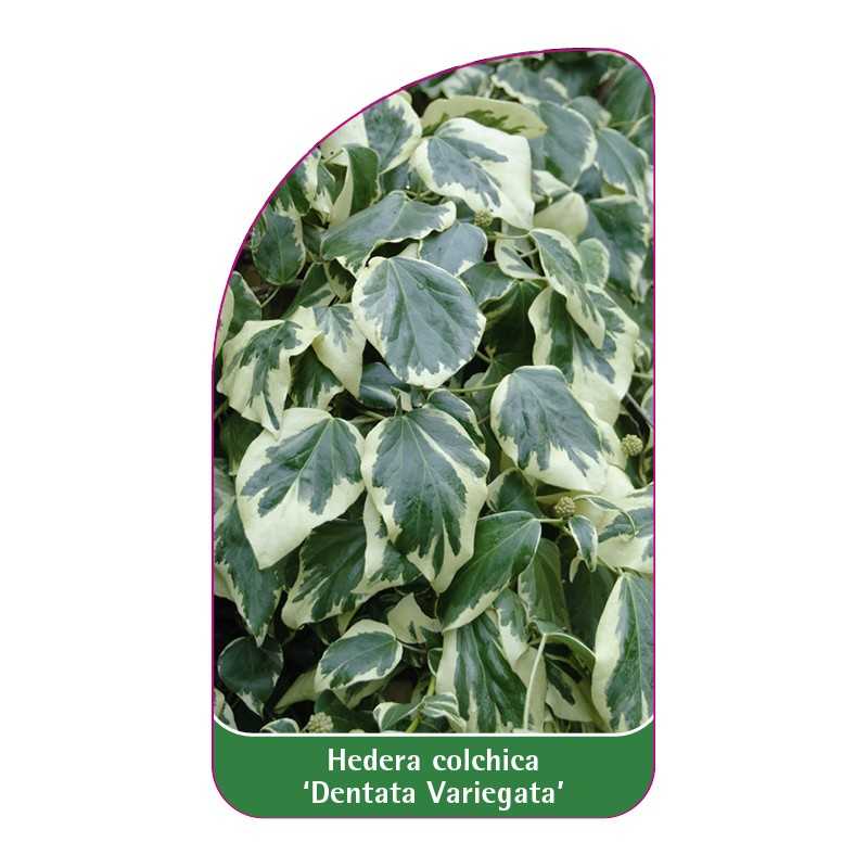 hedera-colchica-dentata-variegata-b1