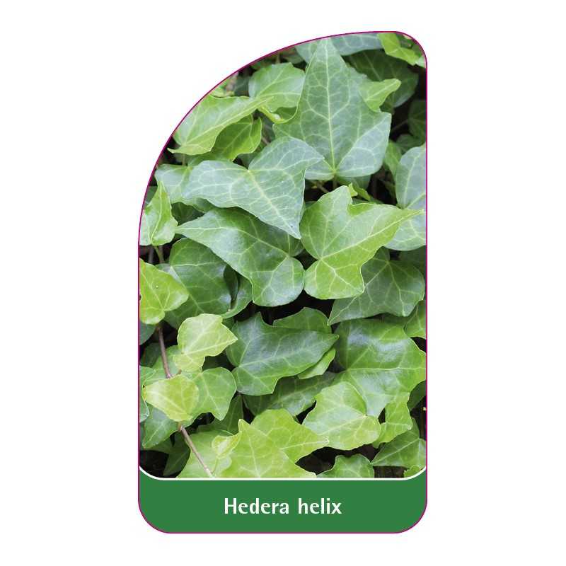 hedera-helix-b1