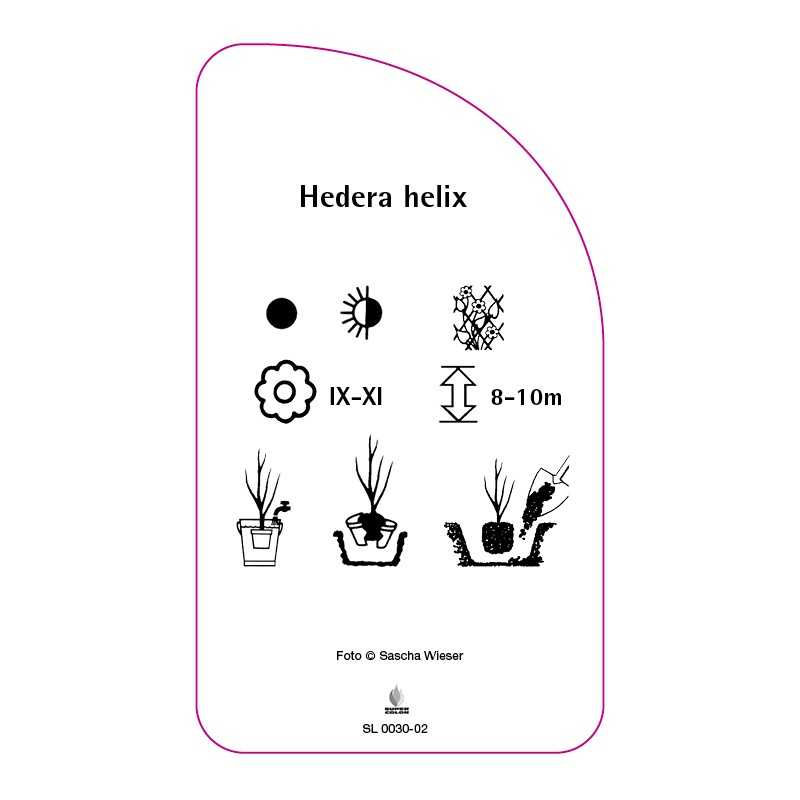 hedera-helix-b0