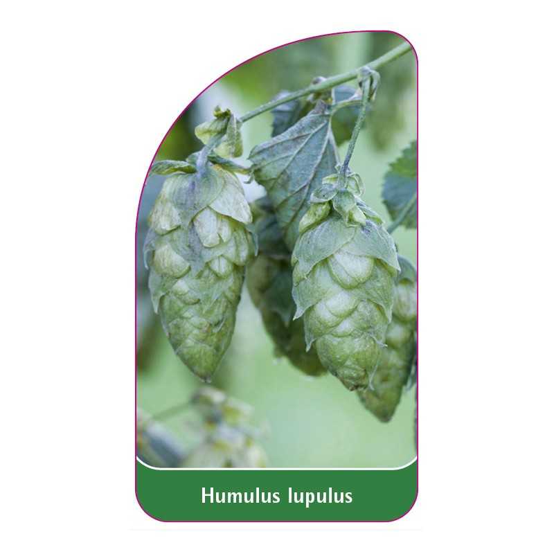 humulus-lupulus1