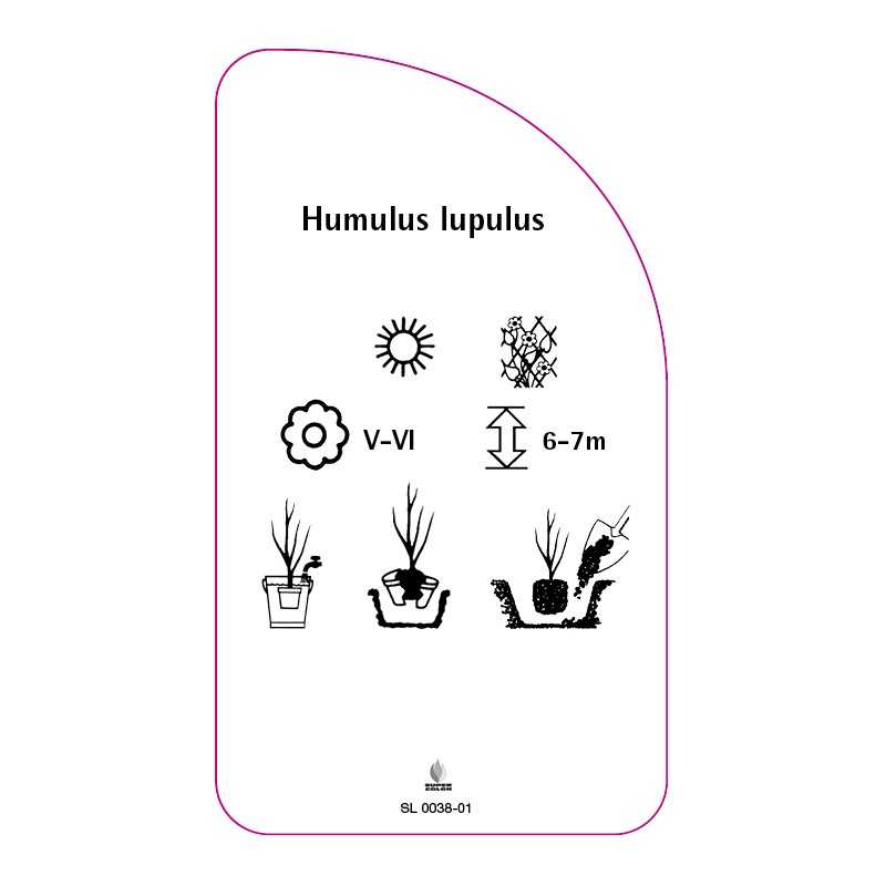 humulus-lupulus0