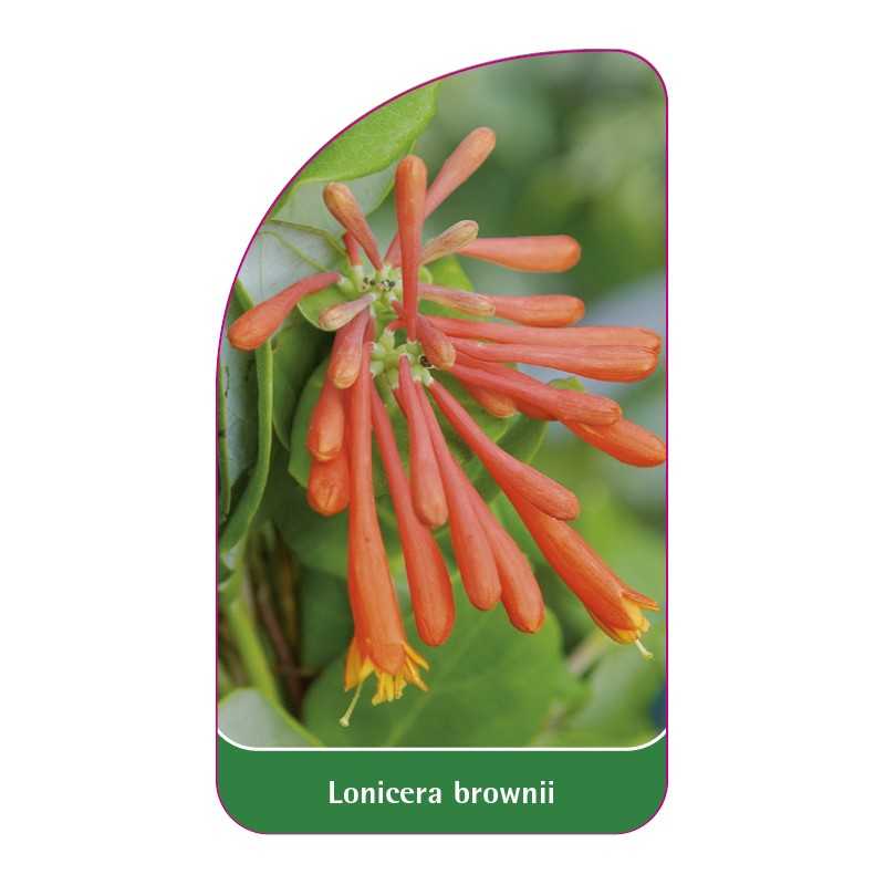 lonicera-brownii1