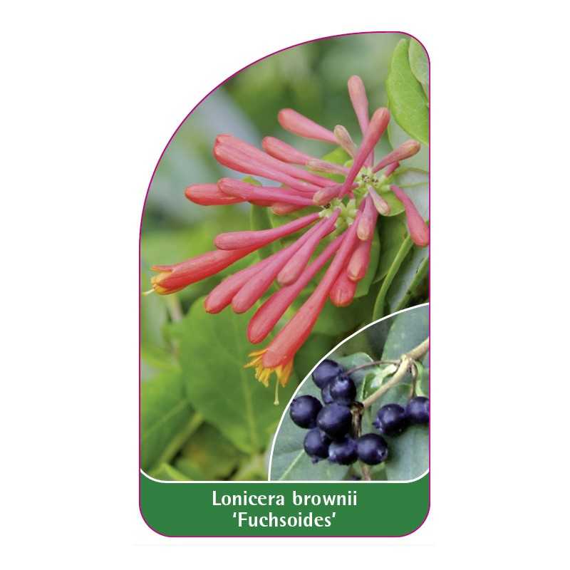 lonicera-brownii-fuchsoides-a1