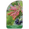 lonicera-brownii-fuchsoides-a1