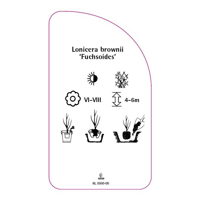 lonicera-brownii-fuchsoides-a0