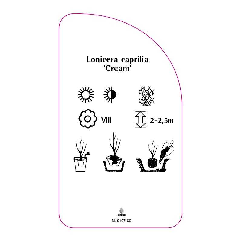 lonicera-caprilia-cream0