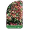 lonicera-caprilia-imperial1